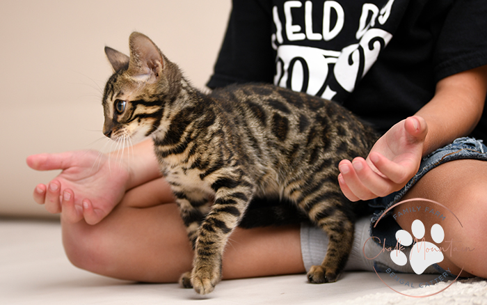 Bengal kitten for sale